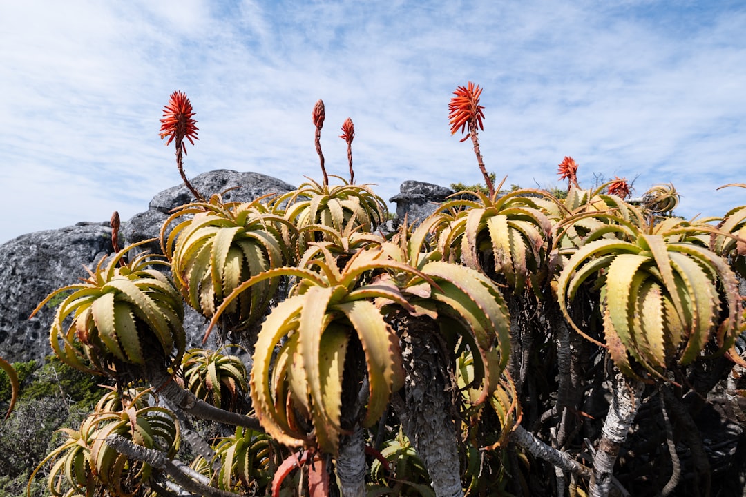 Exploring the Top Walking and Hiking Paths Near African Cities