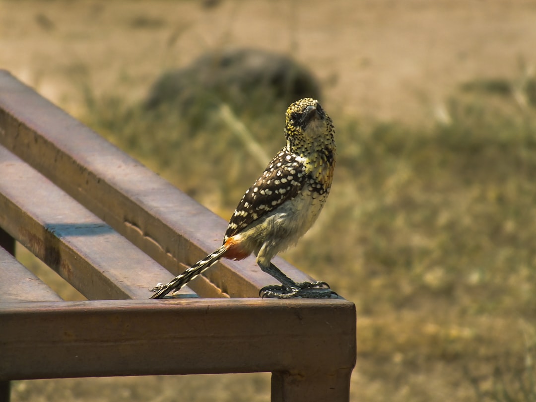 Best Hiking Trails in Africa for Nature Lovers