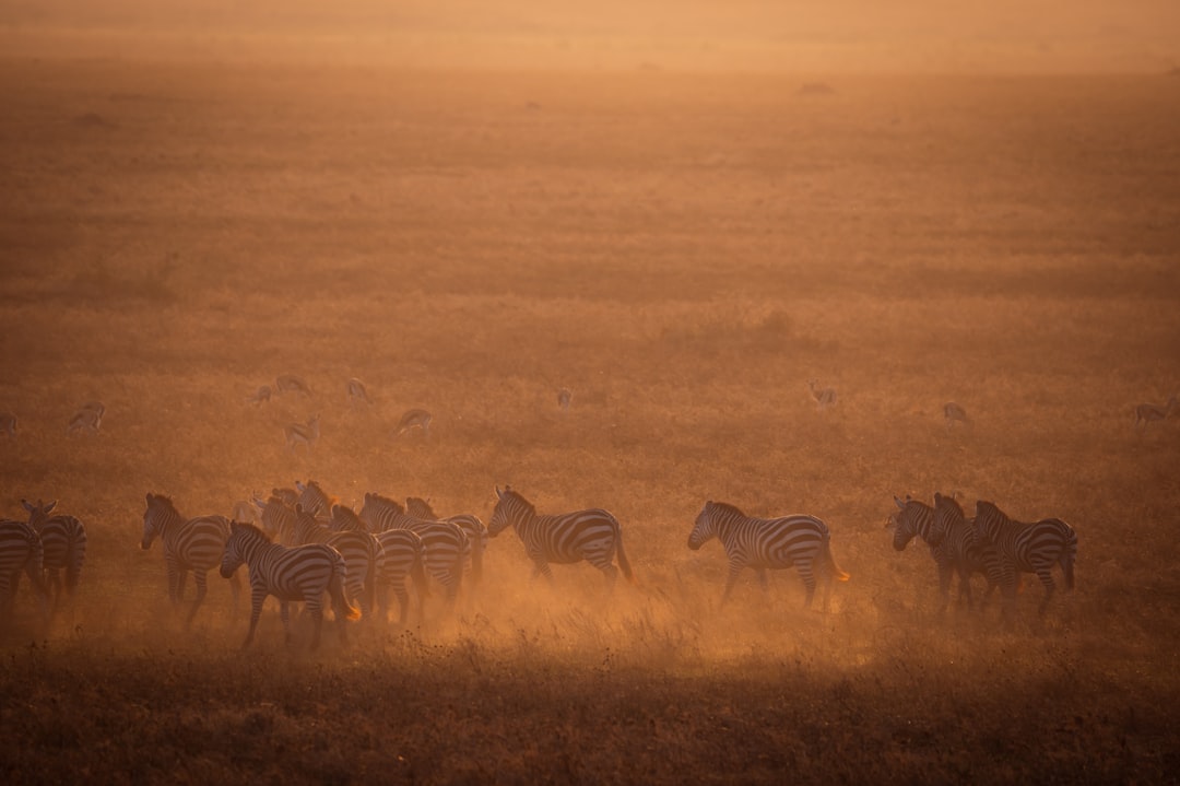 Best National Parks in Africa Worth Visiting