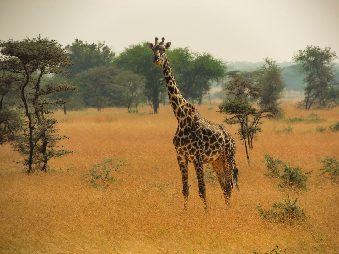 Best Safari Destinations in Africa for Wildlife Enthusiasts