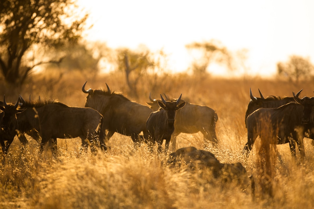 Exploring the Great Migration in Serengeti and Maasai Mara