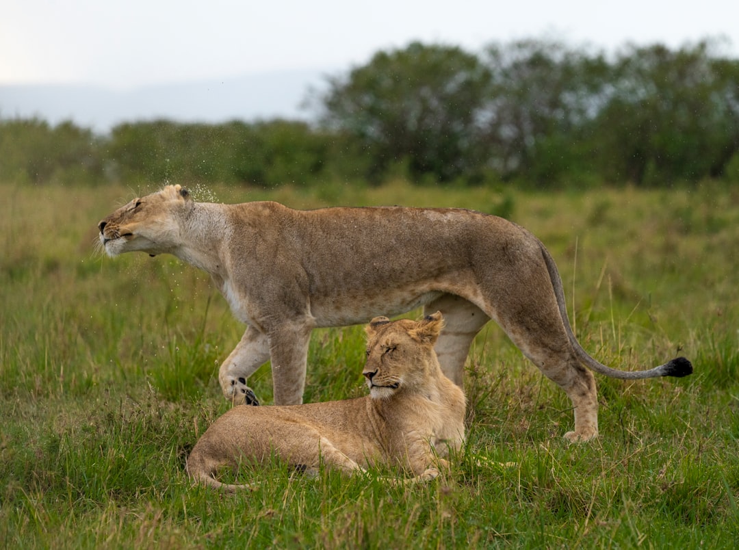 Ultimate Guide to the Big Five Safari Animals in Africa