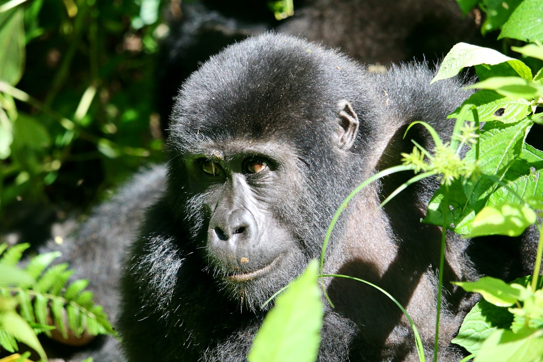 How to Experience Gorilla Trekking in Rwanda